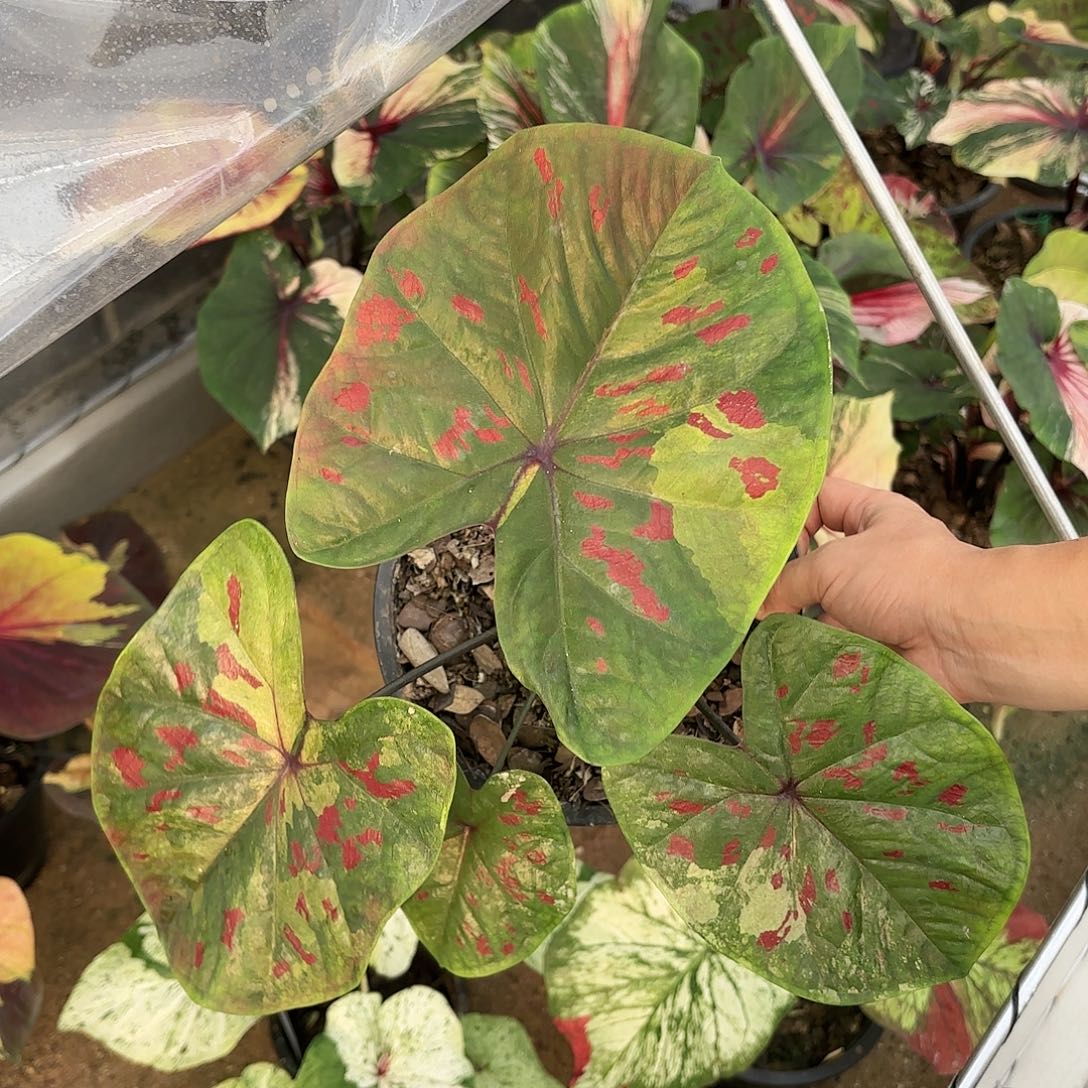 泰国彩叶芋34–0116