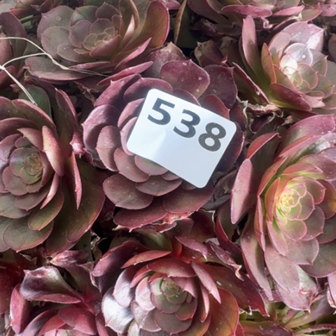 遇**识法师万圣节17-25