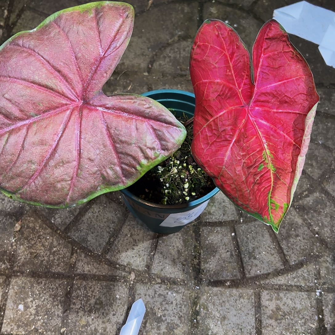 圆***儿完全开放8561泰彩