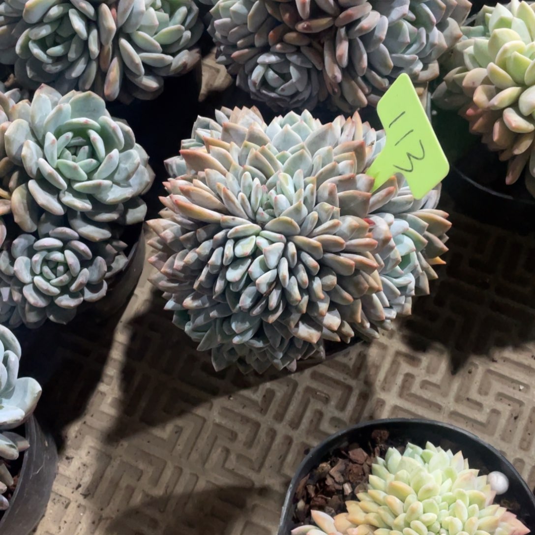 猫****星影缀化多头群生113