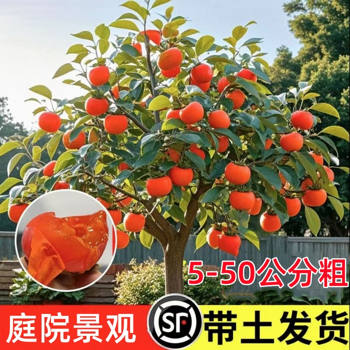 火晶柿子树耐寒脆甜柿南北方均可种植庭院盆栽地栽水果树老桩柿子