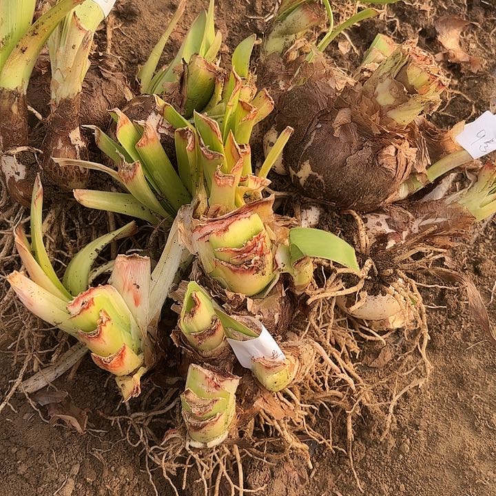 眼***柔杂交三坨9号开花无售后