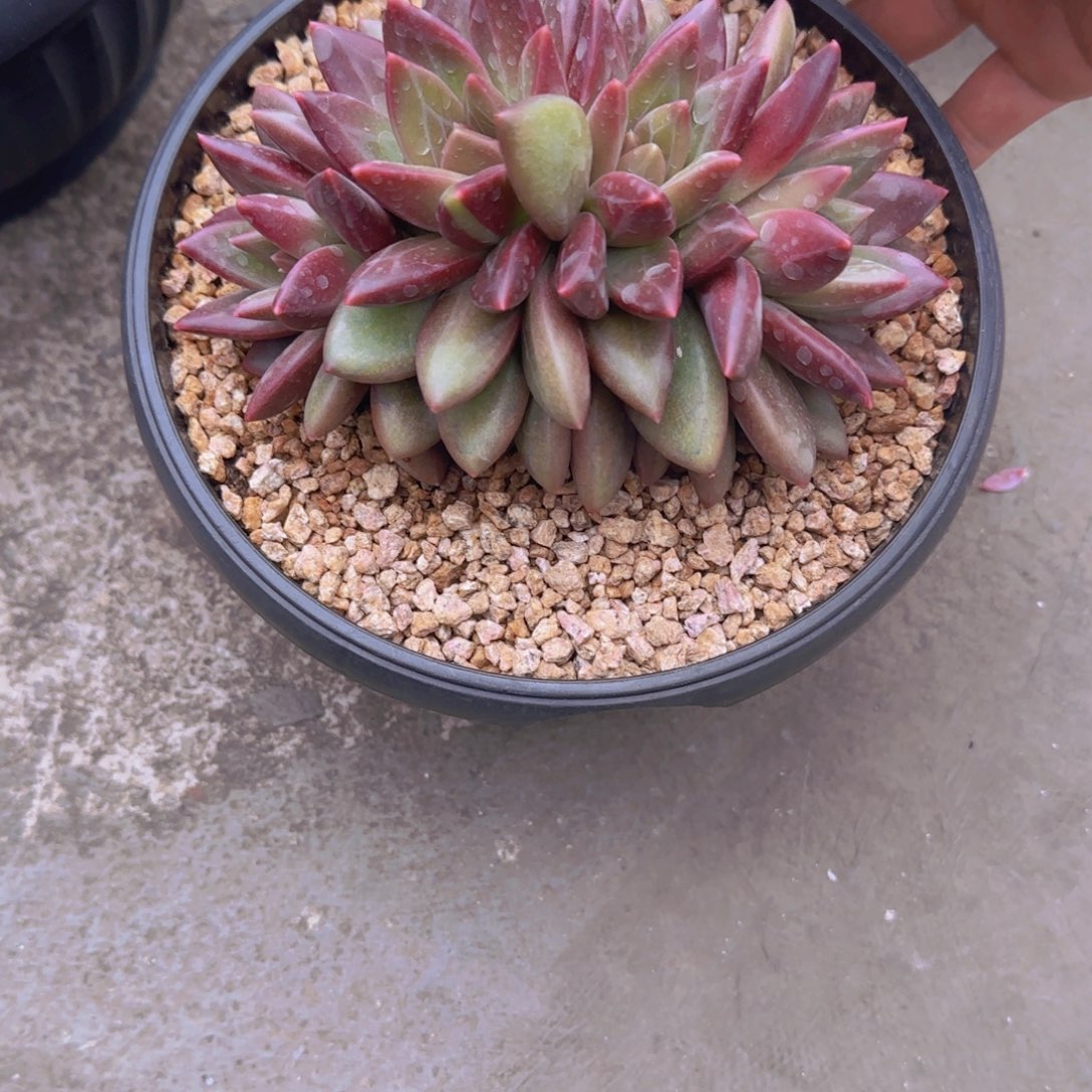 川***个多肉植物迷雾泡泡
