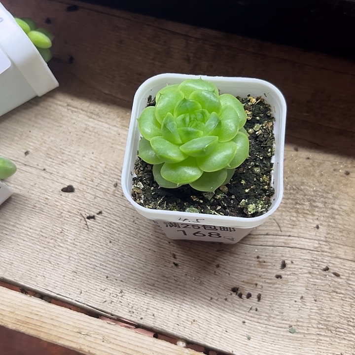 168 一物一拍 满20包邮