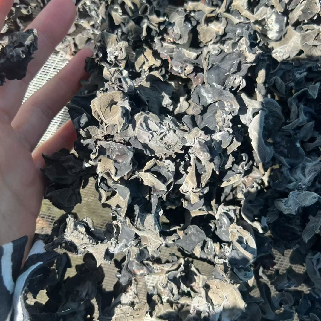 东北黑木耳正宗东北特产黑木耳头茬木耳自然晾晒人工采摘现货现发