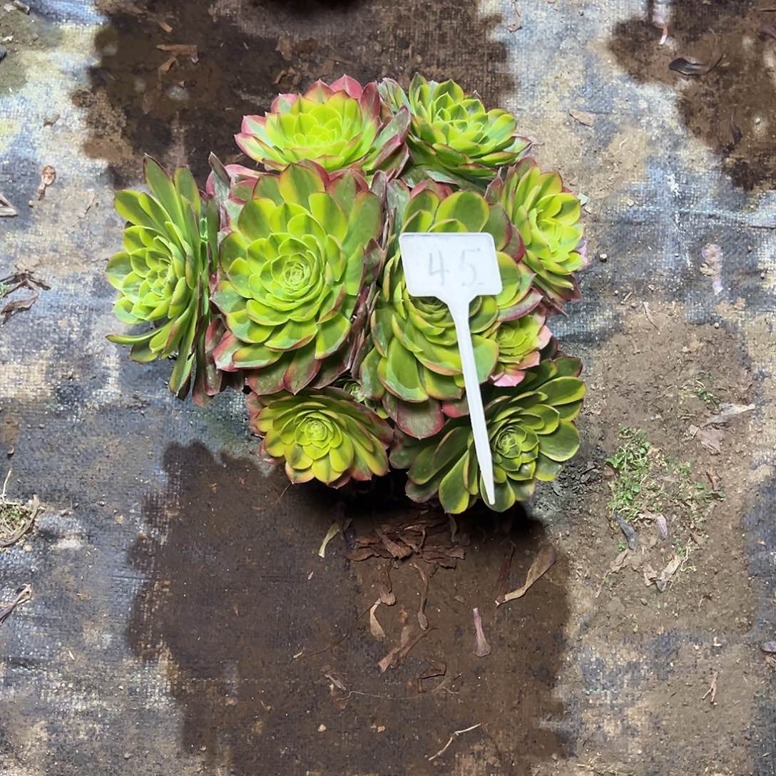 45多肉0000000000000