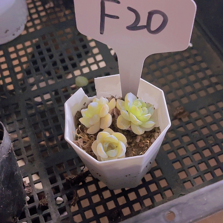 精品F20多肉植物