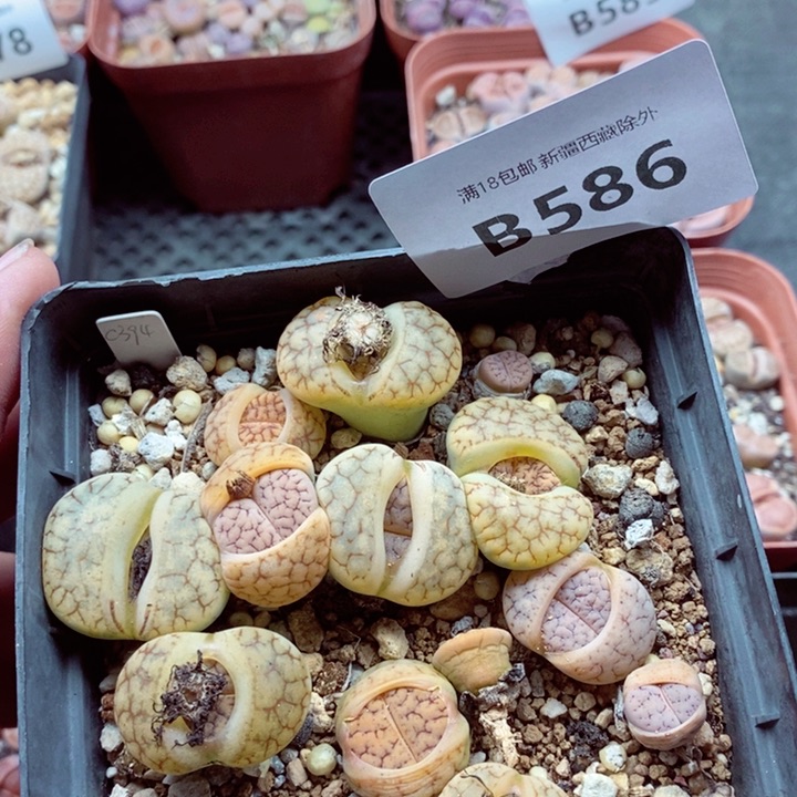 我是一只小小鸟地域鬼的586