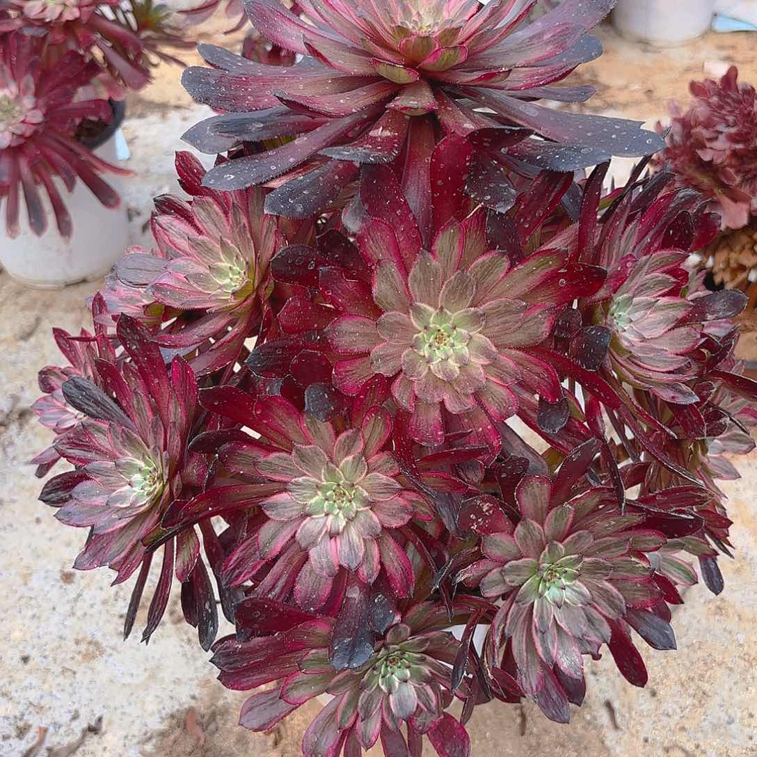 紫霞老庄多肉植物168