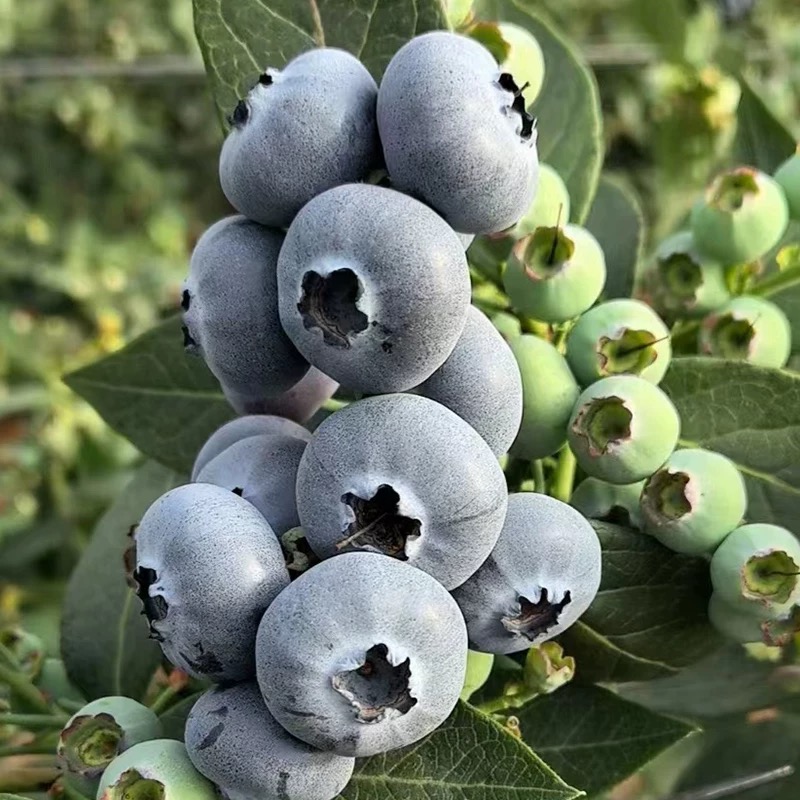 【买一斤送一斤】山东头茬露天蓝莓现摘脆甜孕妈宝宝放心吃顺丰冷链