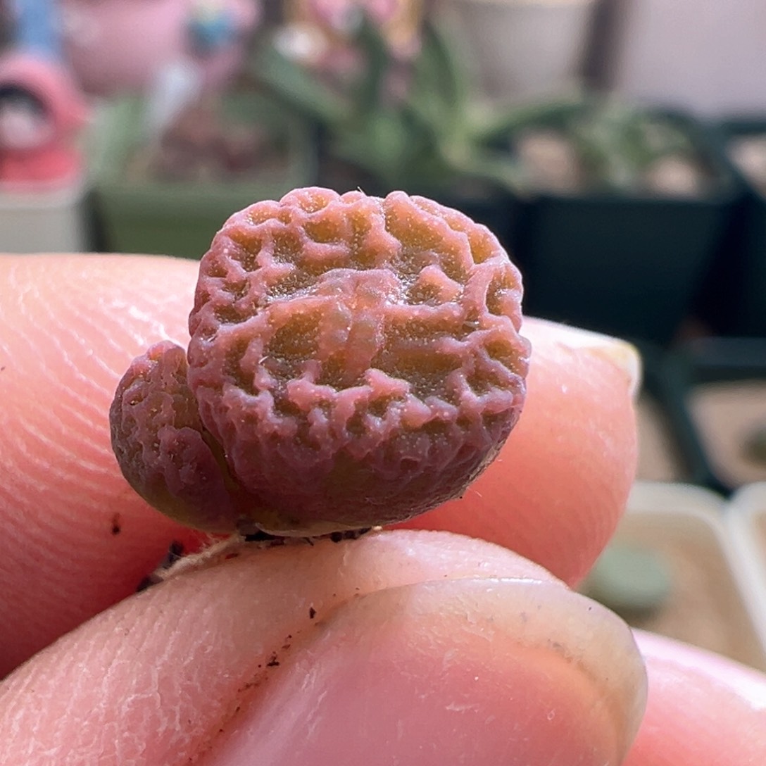 855。上新。青蛙优选DT7778超烧 
