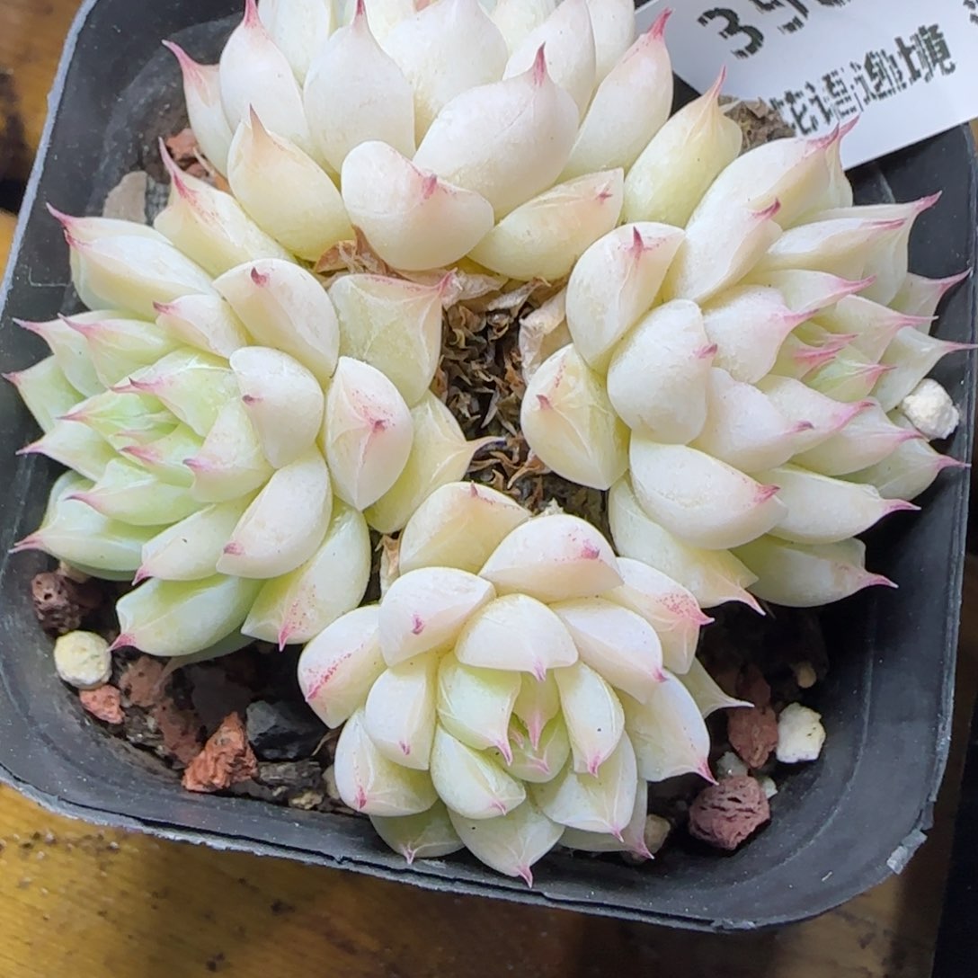 杨*丽花语逸镜0313-358散