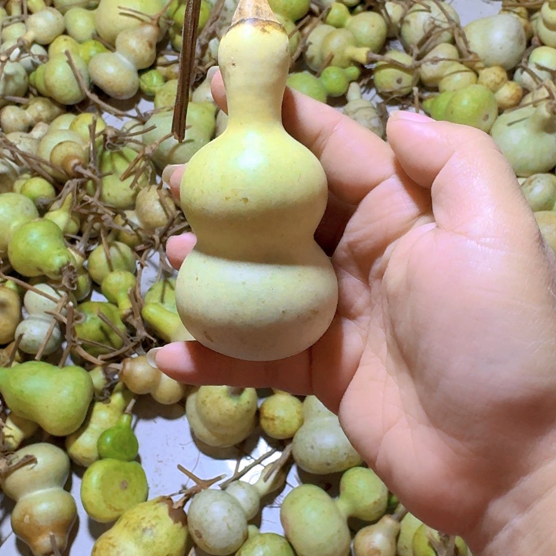 本***八青皮葫芦不保成不退不换
