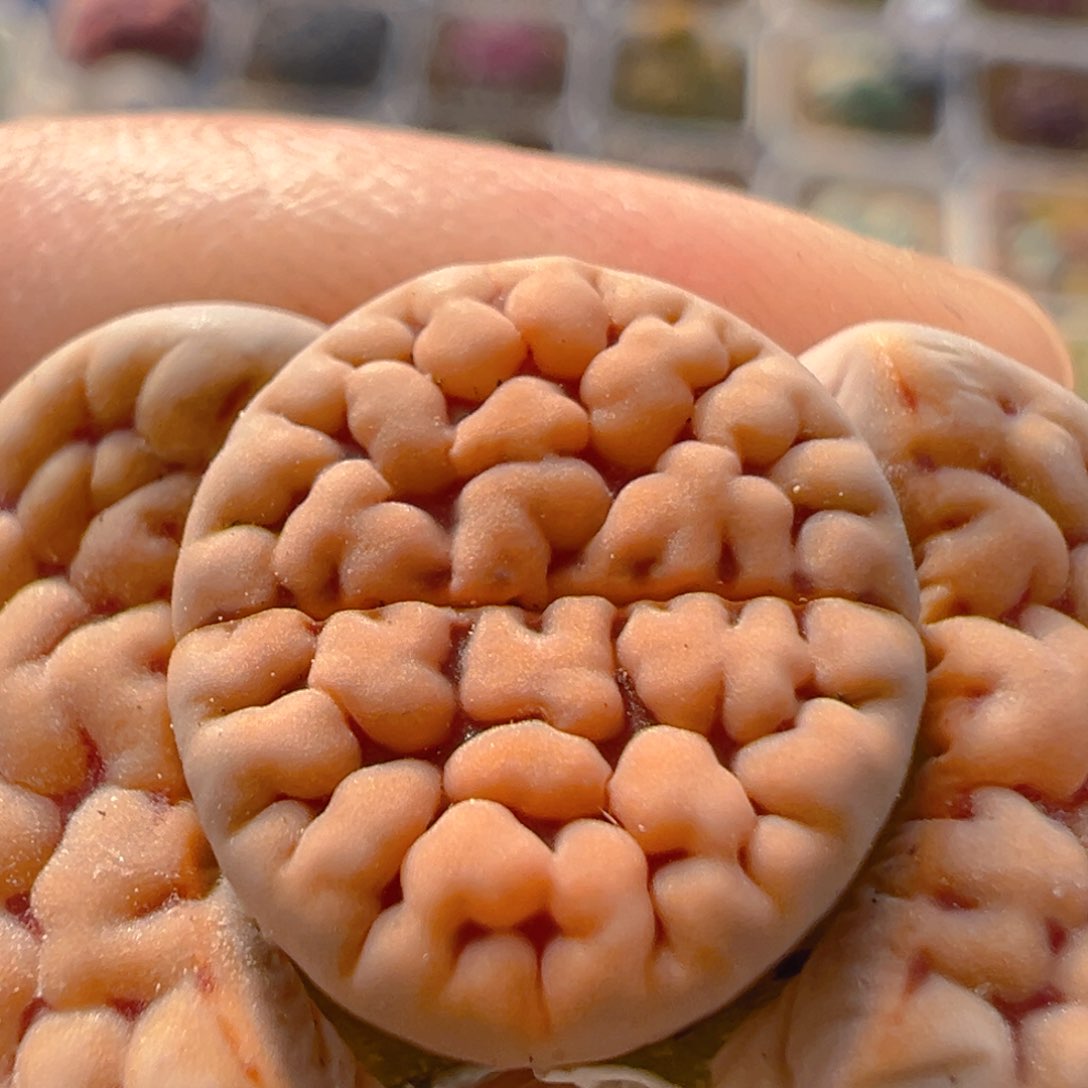 59多肉植物百科知识