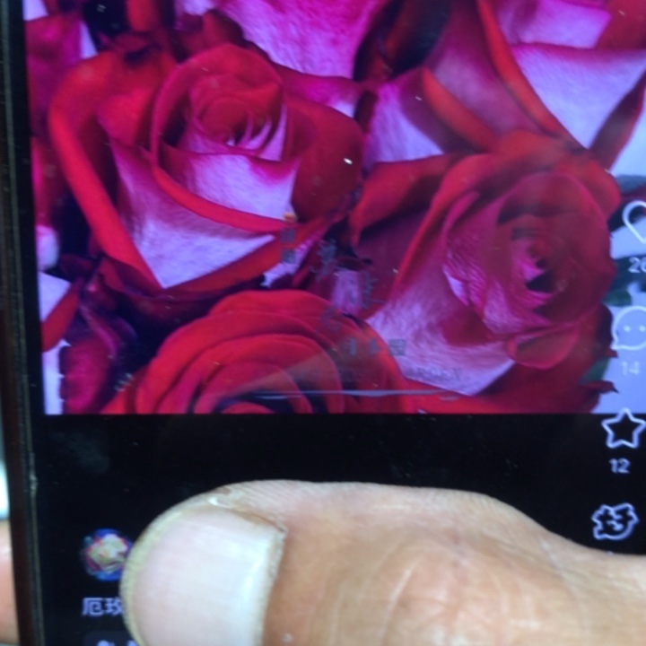 月季切花品种拐杖糖