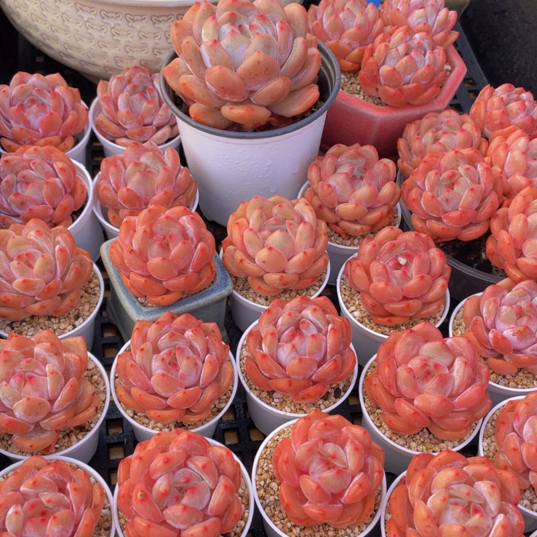 量拍66号 果冻韩版仙女橙单头5个