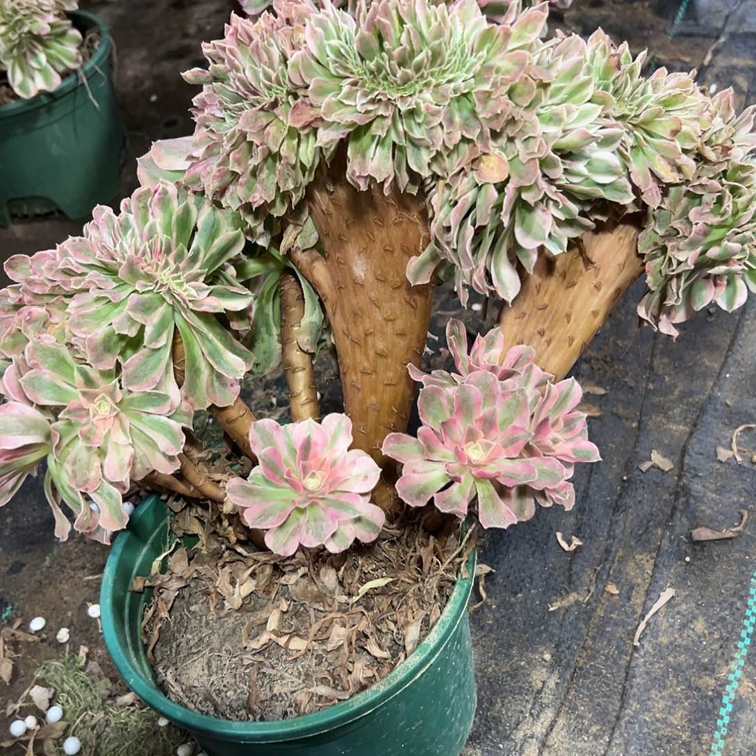 多313肉植物粉女巫缀花