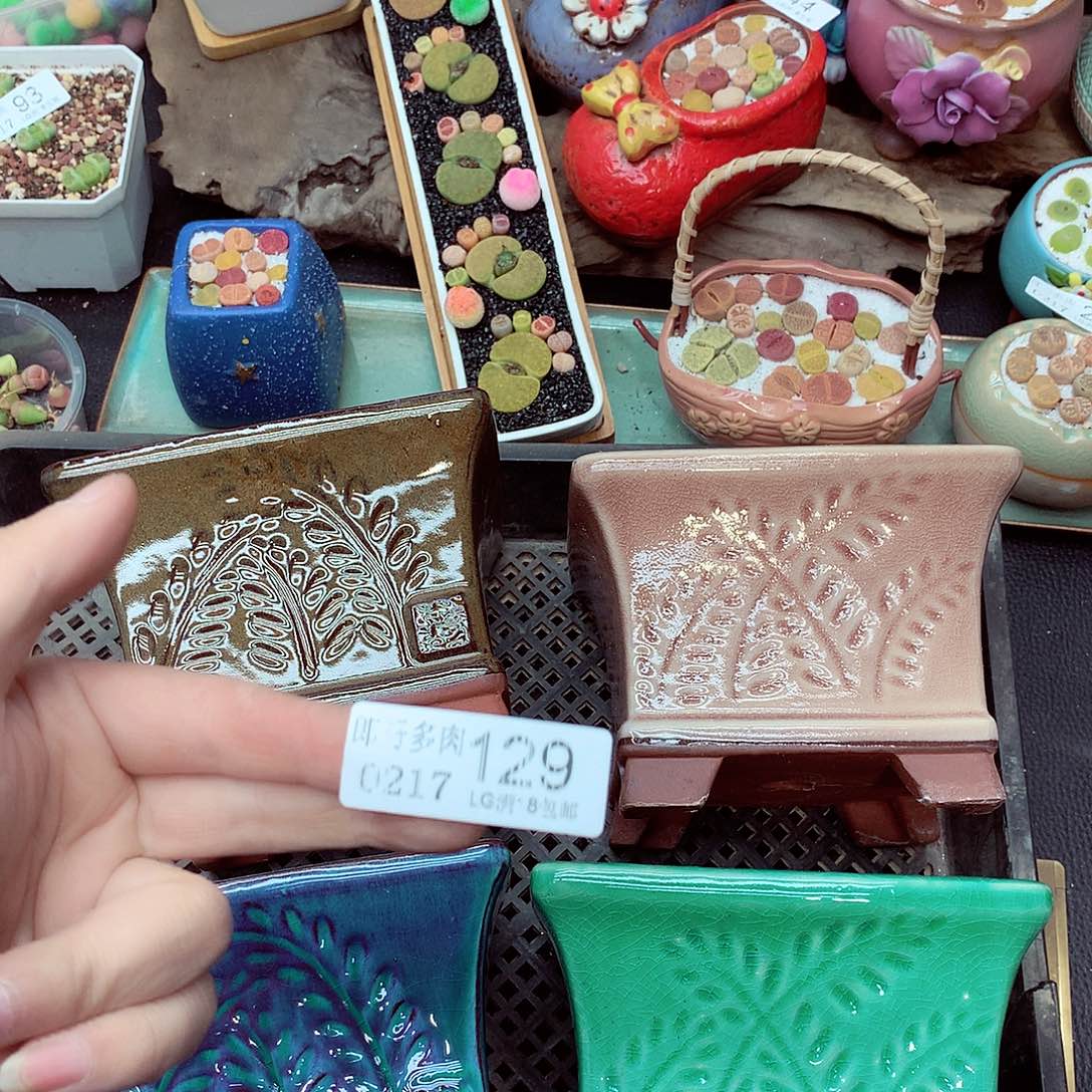 郎哥多肉生石花17-129花盆一个