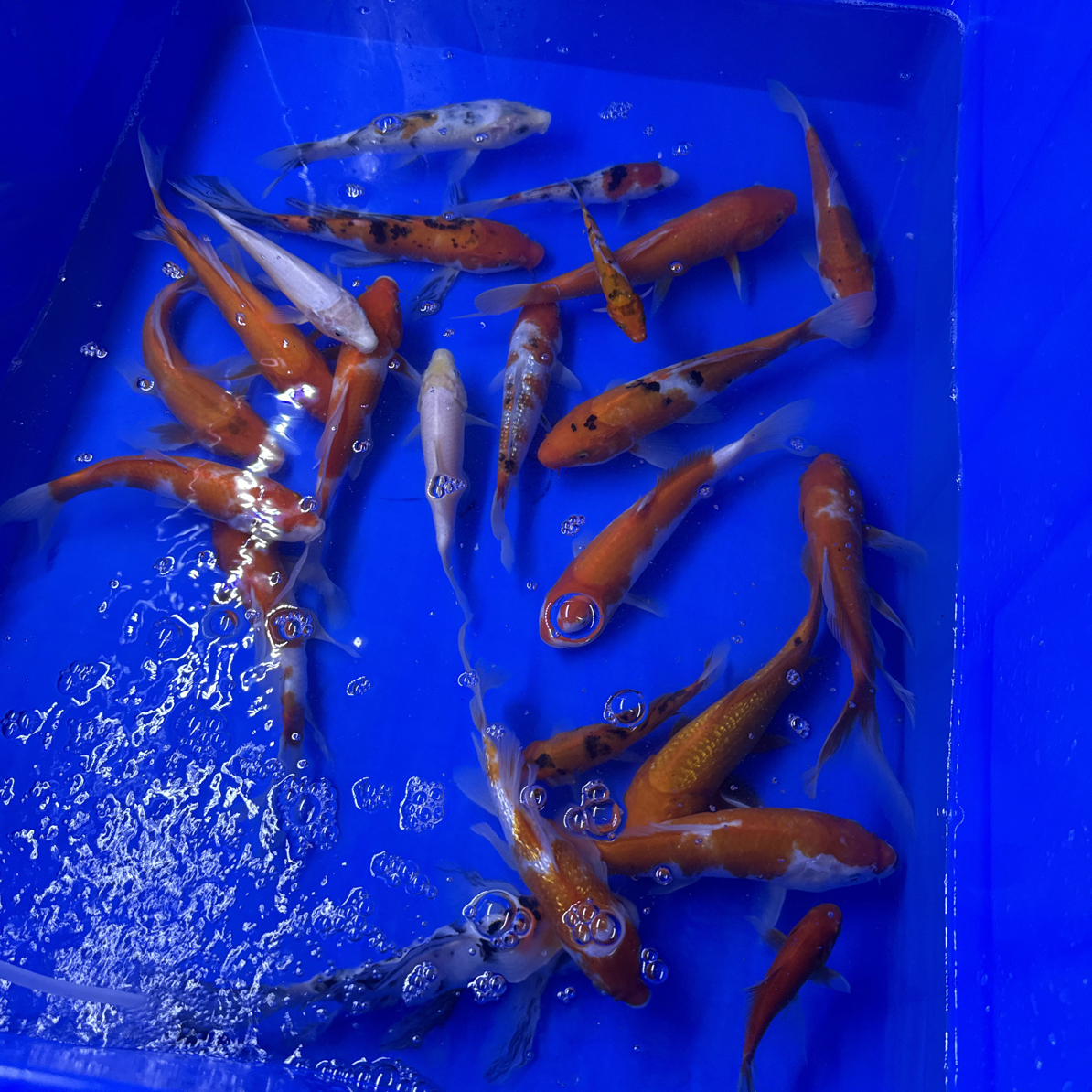 锦鲤鱼活鱼冷水淡水观赏鱼