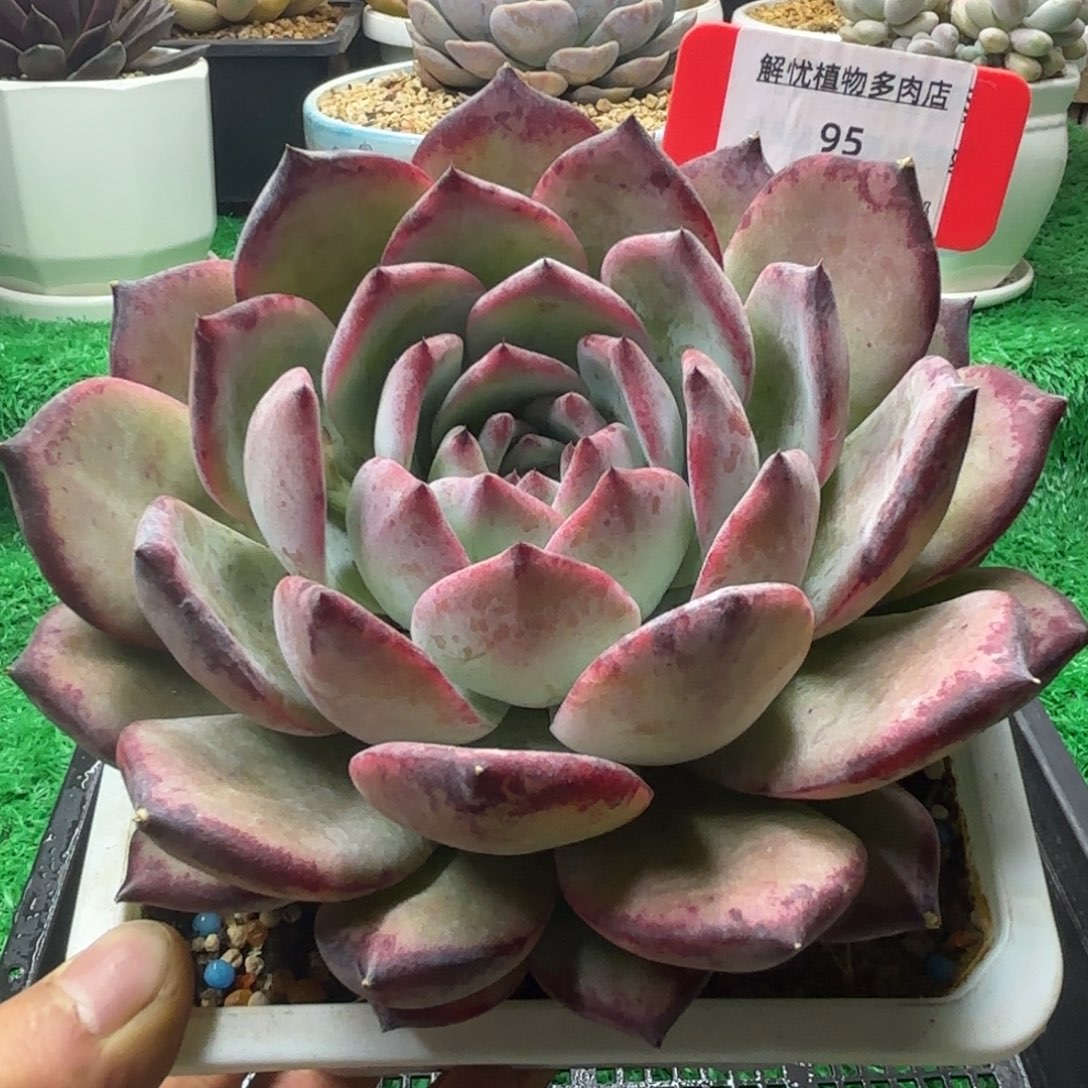 解忧多肉植物编号95