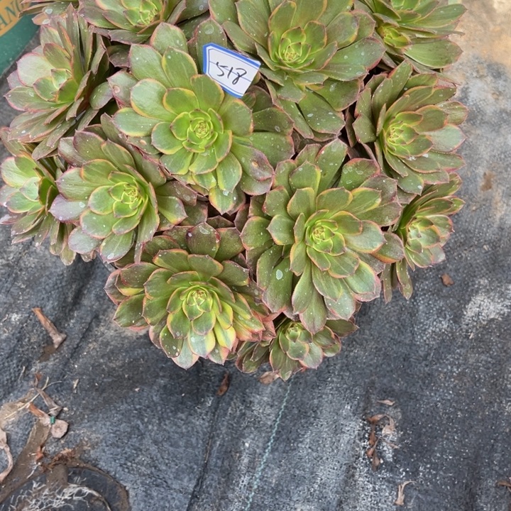 518半夏多肉植物法师