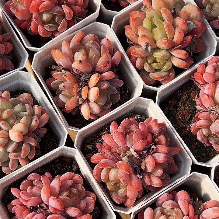   全明星。    福利多多