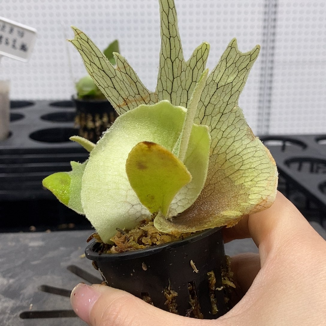 无花朵小皇冠鹿角蕨