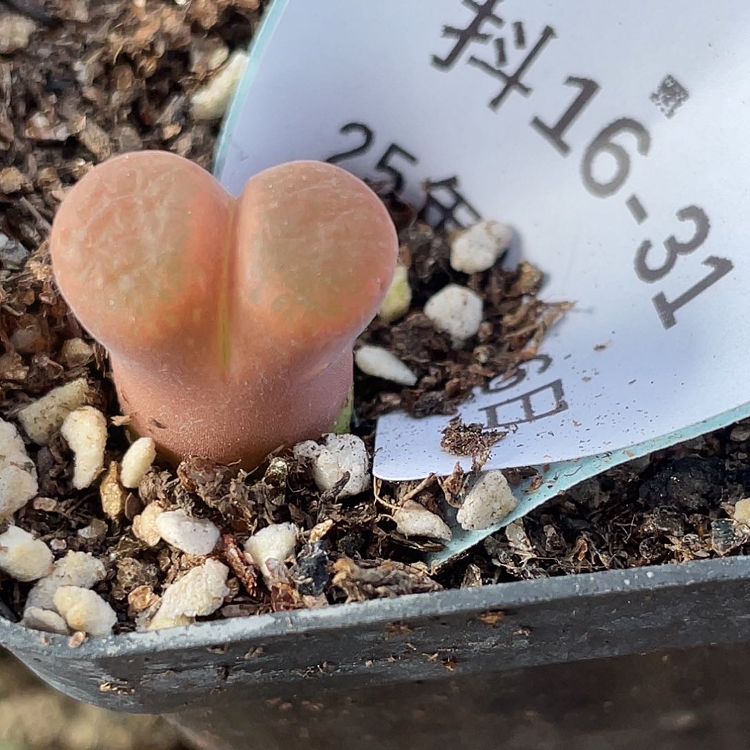 16-31红风铃多肉植物