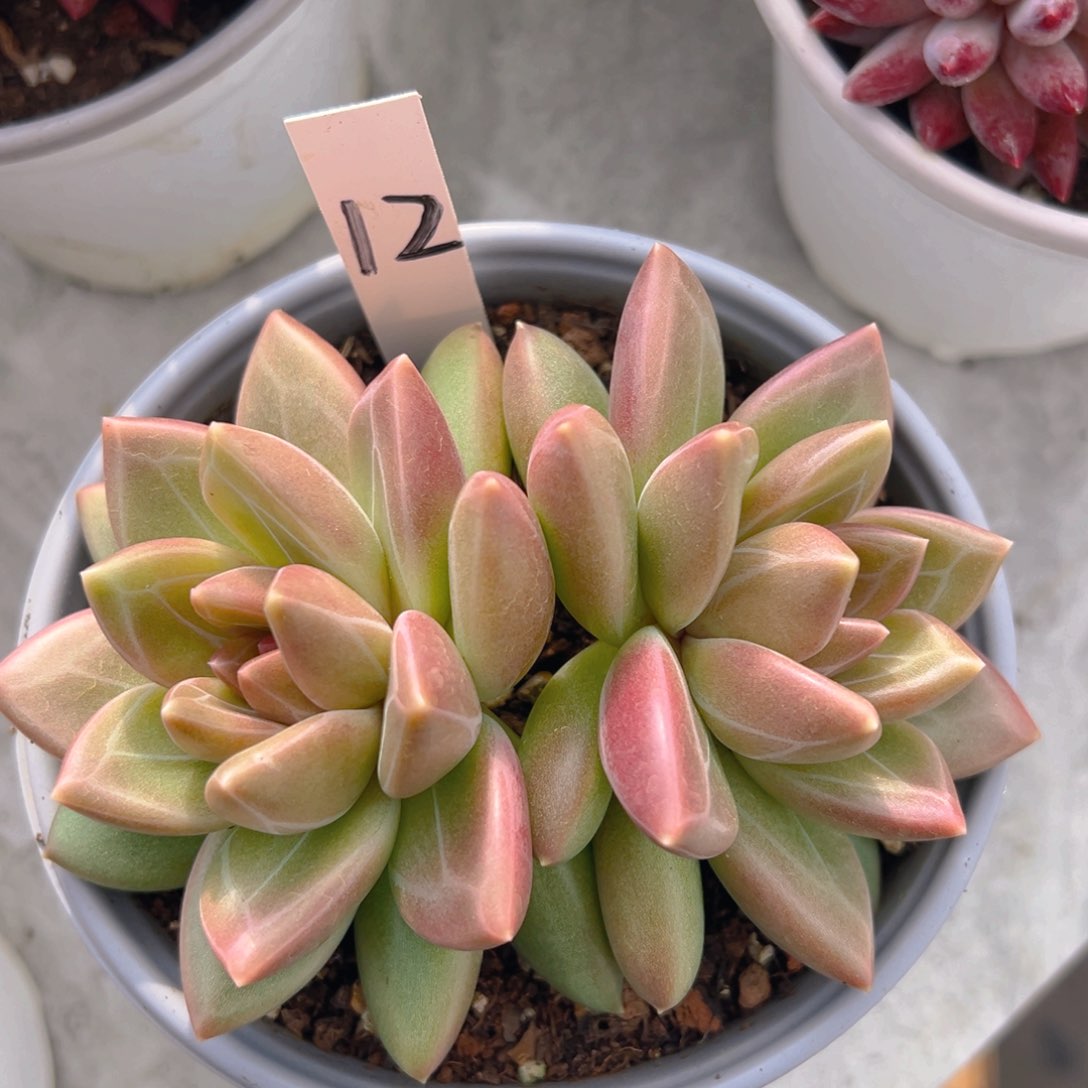 蓉*香玉等多种名贵的产品和服务