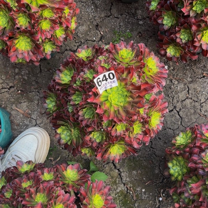 少华花27-22包邮花花