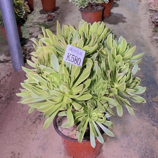 580虞姬多肉植物