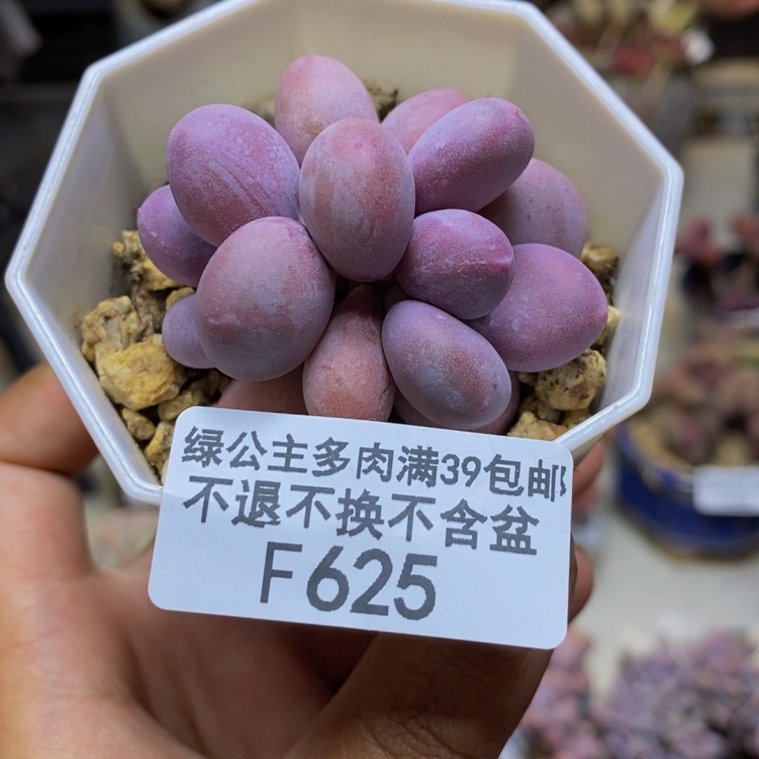 625糖豆奶多肉3c m