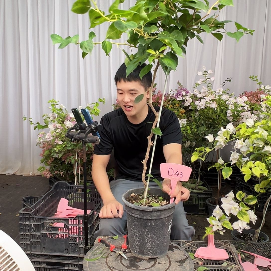 皮***丘当前无花栽培后可以开花D43日落