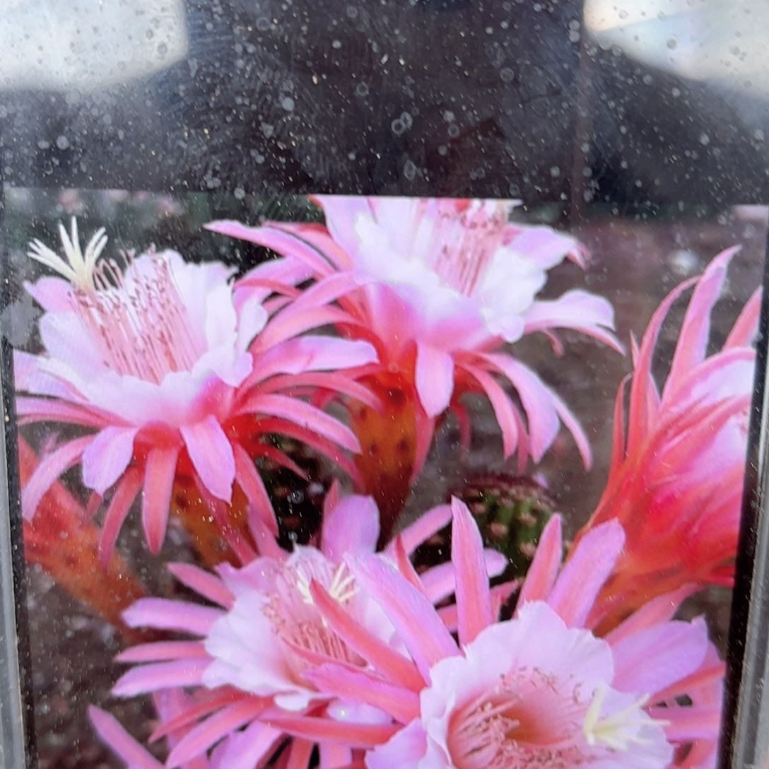 金妞金一侧牙20包邮仙人球5