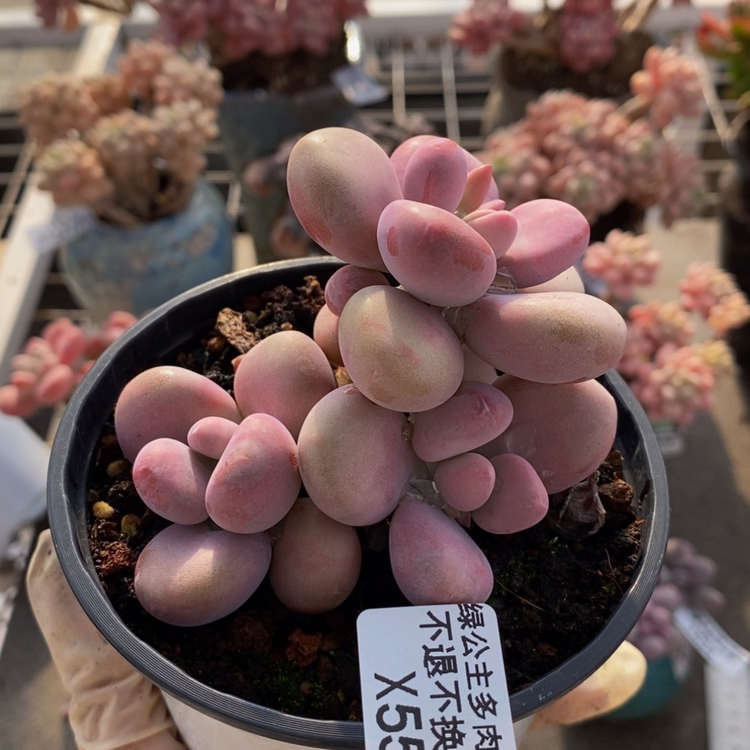 腰子桃蛋555/8c m