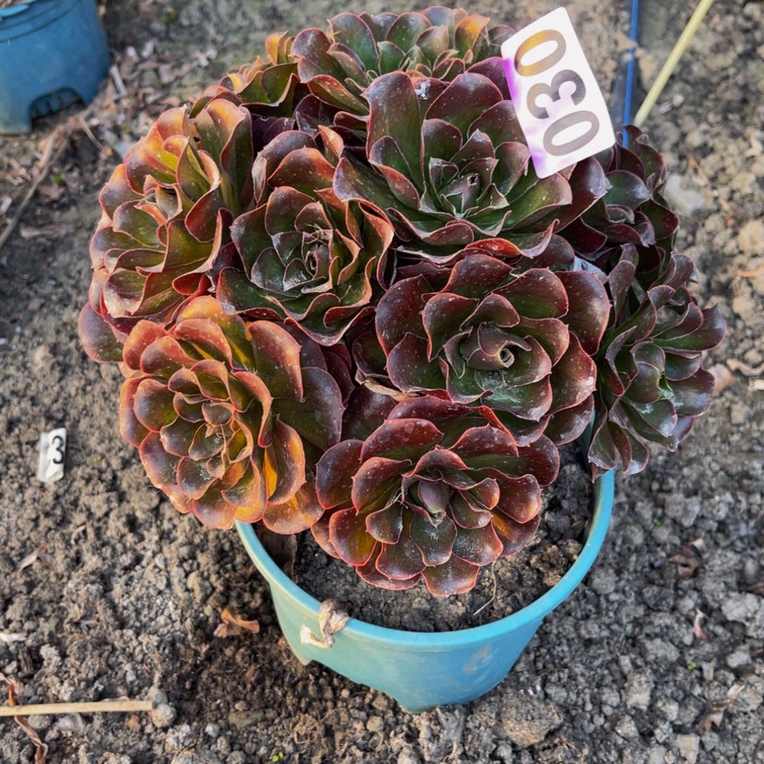 魅金法师16//////31包邮