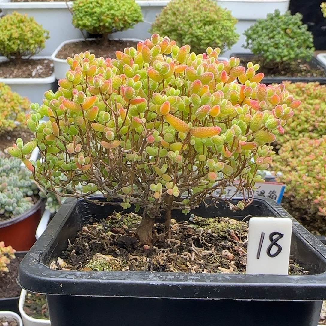 蜜橘糖球一物一拍