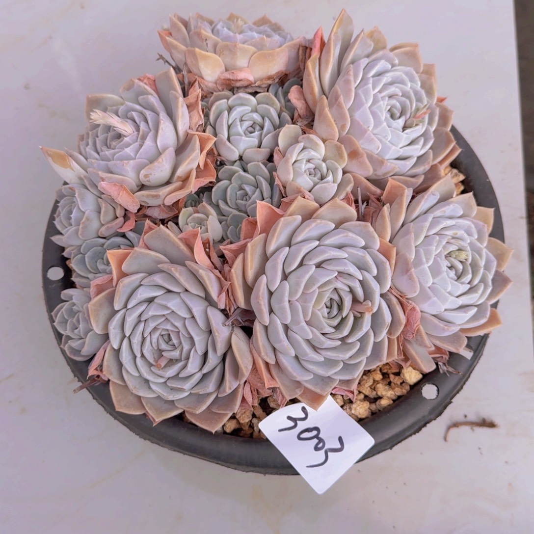 3003汉堡多肉植物