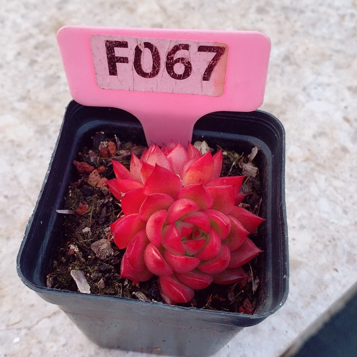 不知名5cm多肉植物