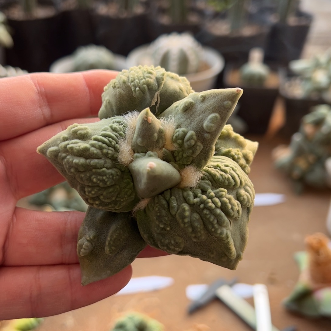 无花朵004实生怒涛8.3cm