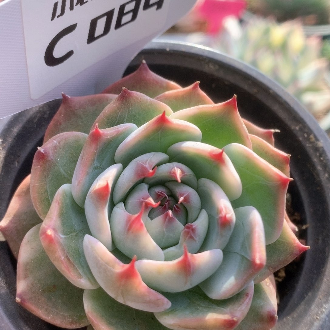 084锦锦锦锦锦锦锦锦