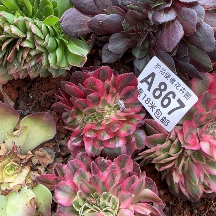 多肉法师淘宝福利