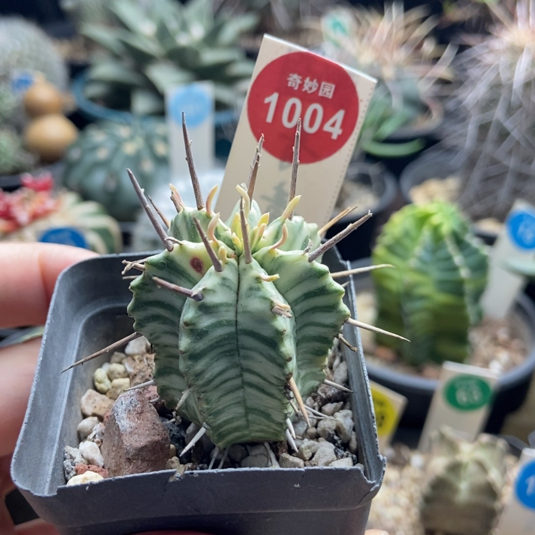 强刺斑马锦有雀斑