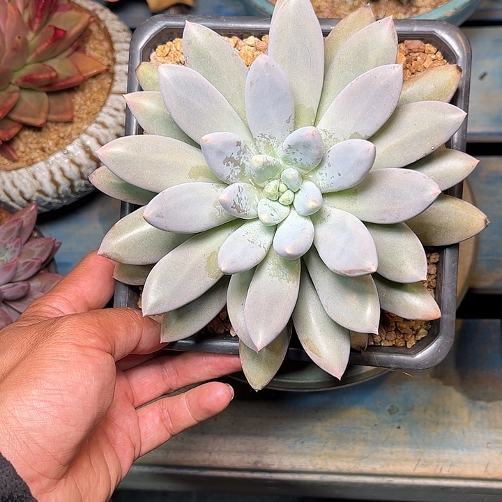 多肉植物一物一拍