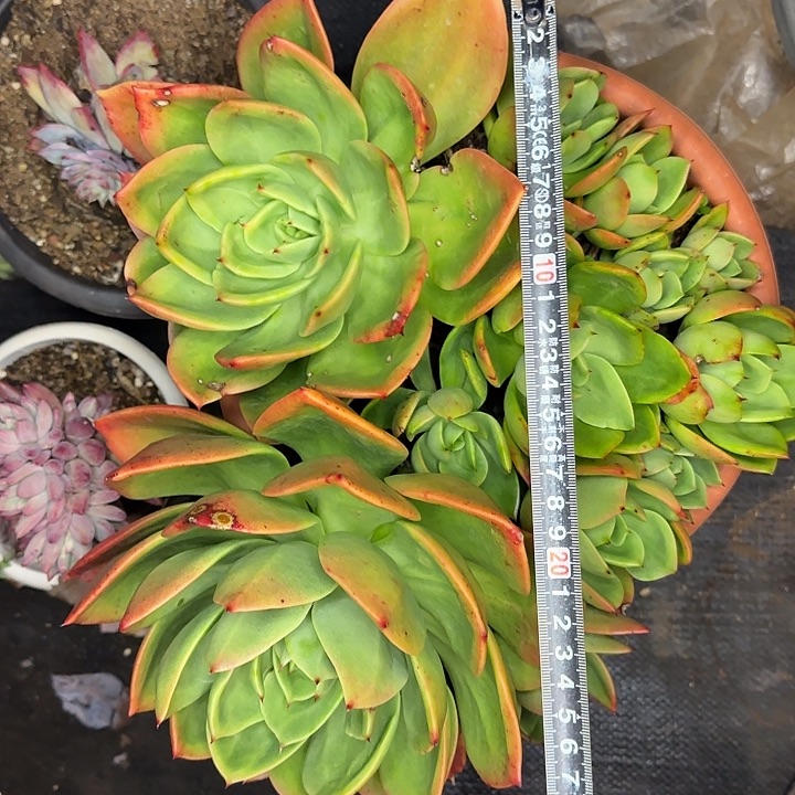 腾云262 多肉植物一物一拍