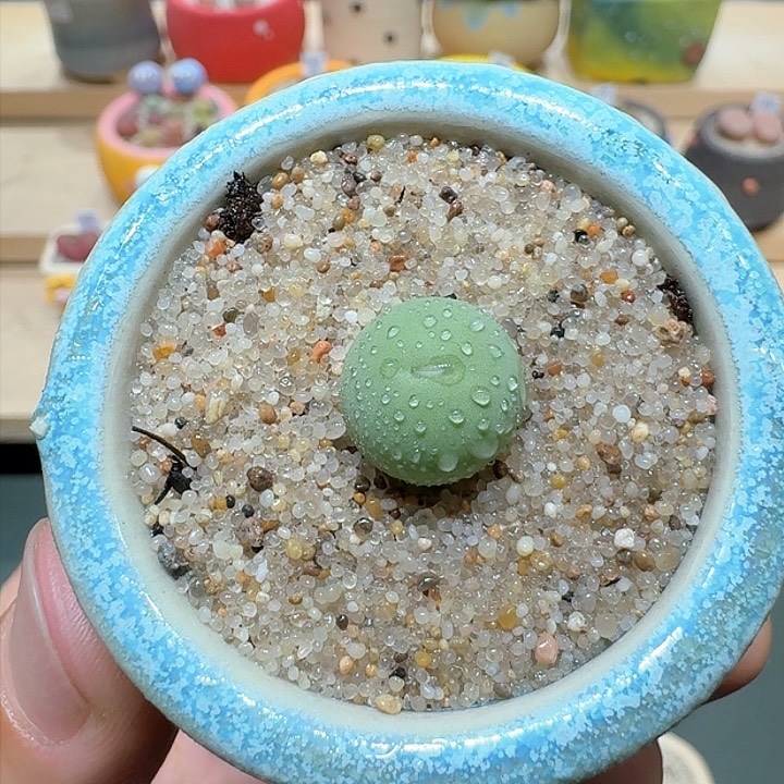 红陶蘑菇712鸽子蛋