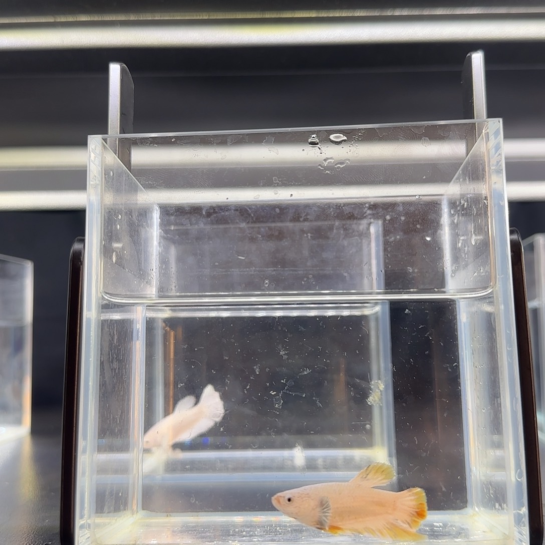 血黄龙带星星尾巴