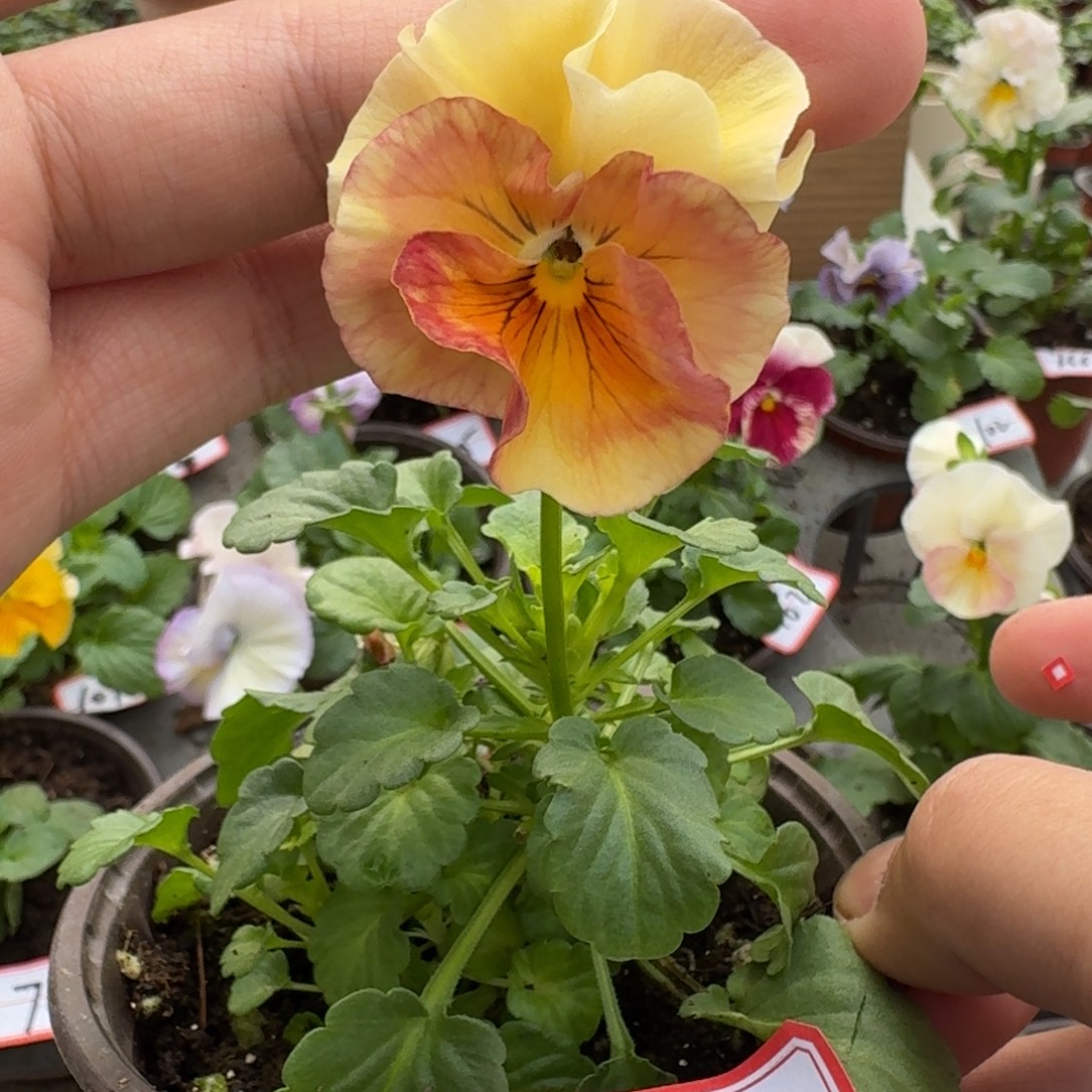 大部分花苞少量开放274