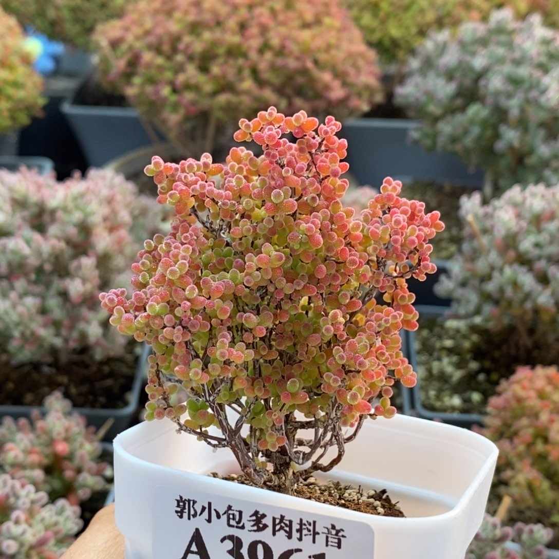 蜜橘糖球3961枝干番杏