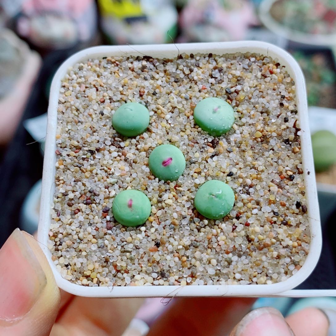 生石花花花花花花花花198